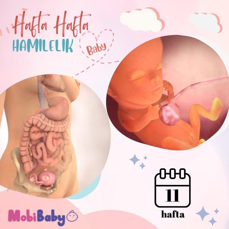 11 Haftalık Hamilelik