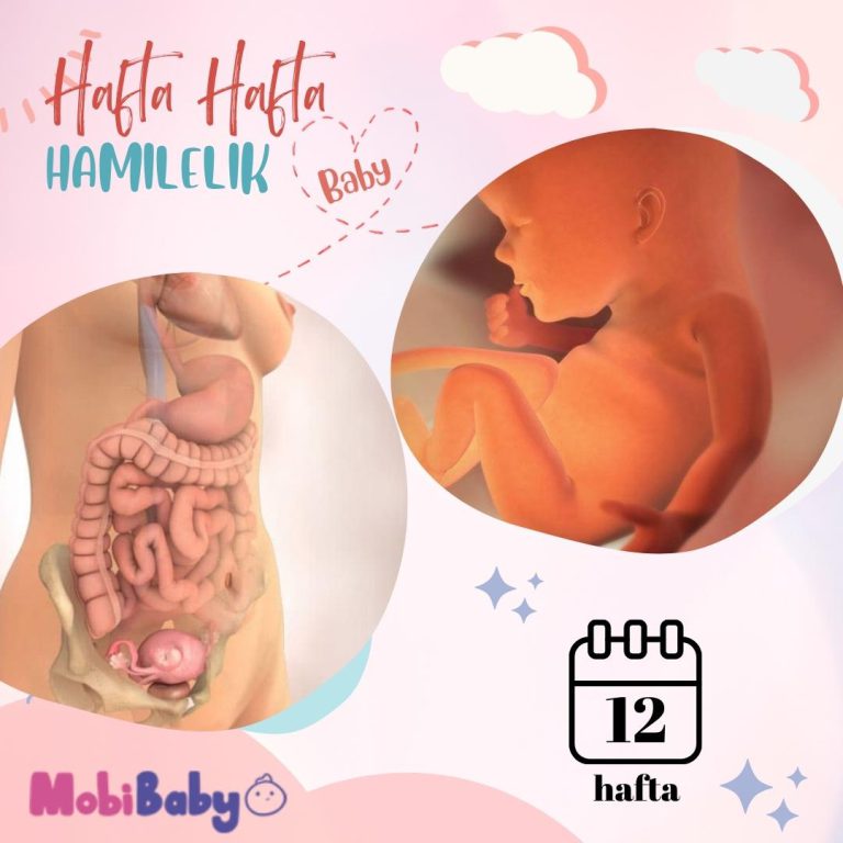 12 Haftalık Hamilelik