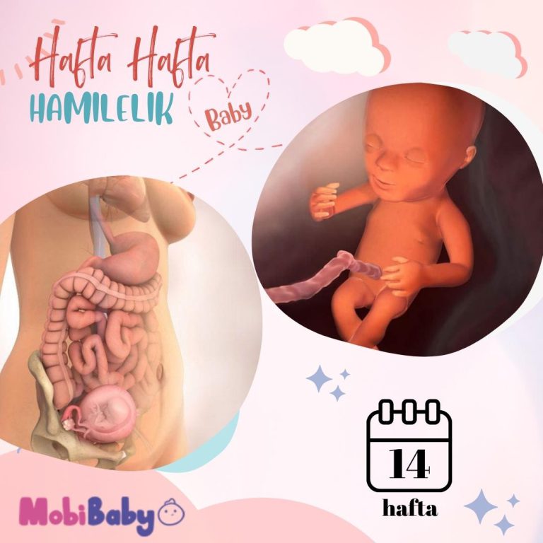 14 Haftalık Hamilelik