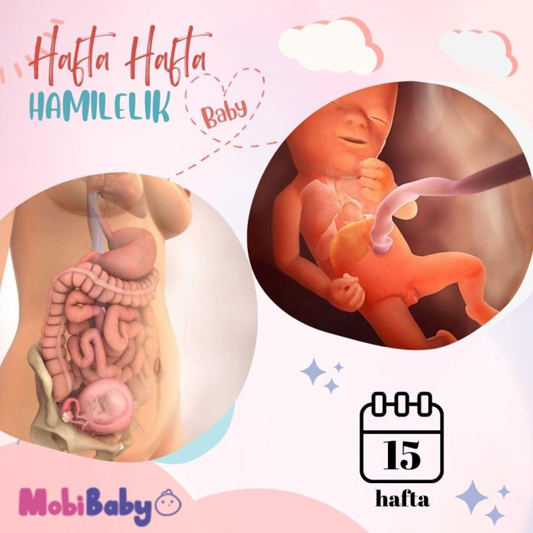 15 Haftalık Hamilelik