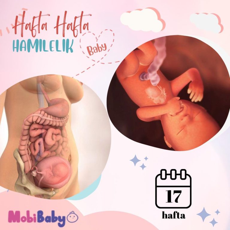 17 Haftalık Hamilelik