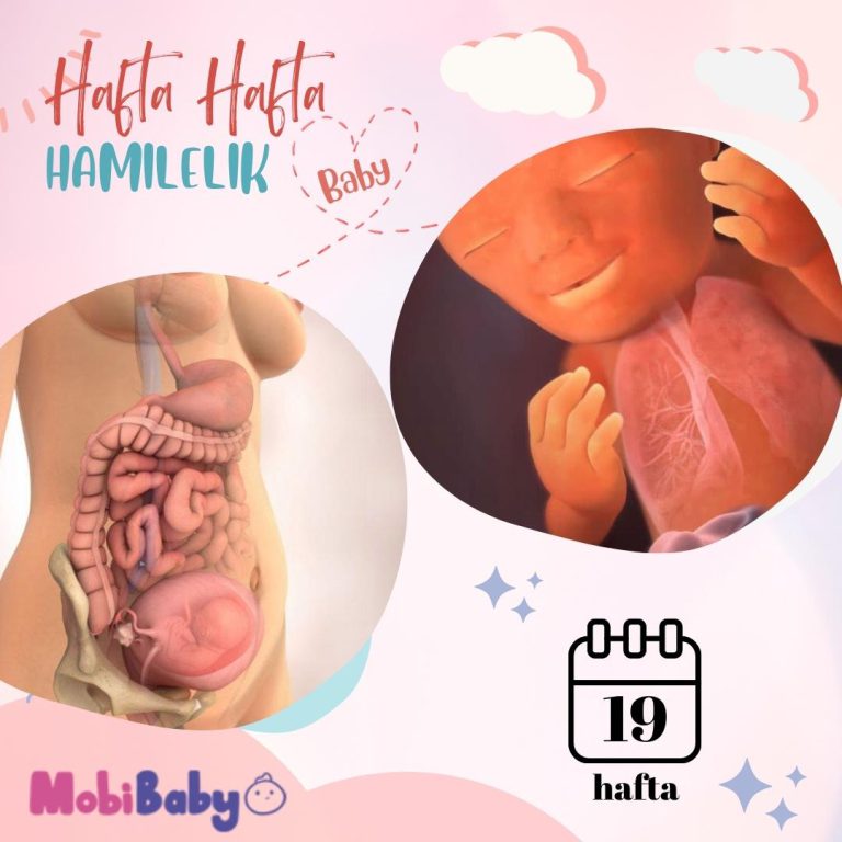 19 Haftalık Hamilelik