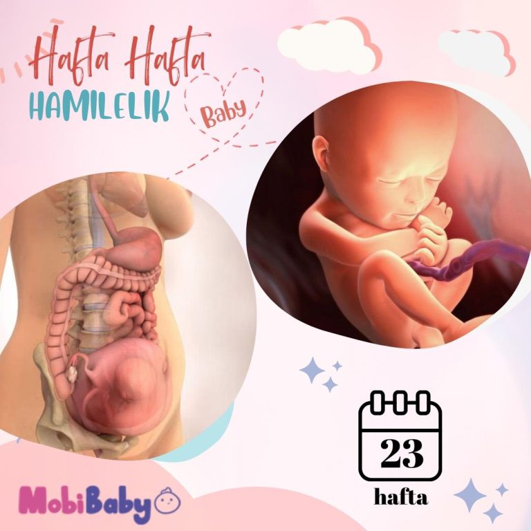 23 Haftalık Hamilelik