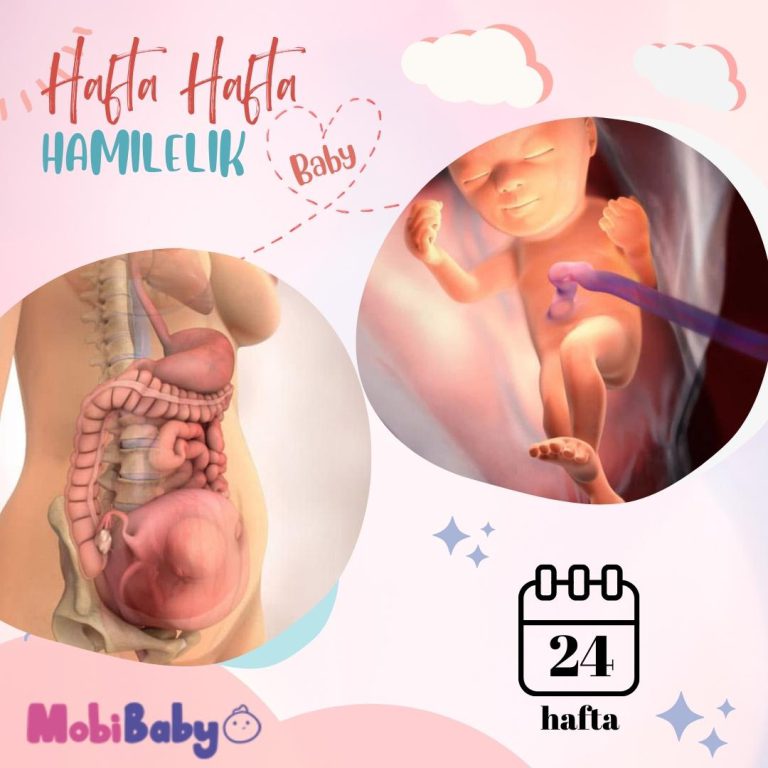 24 Haftalık Hamilelik