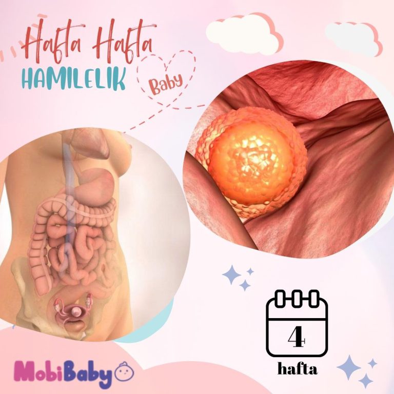 4 Haftalık Hamilelik