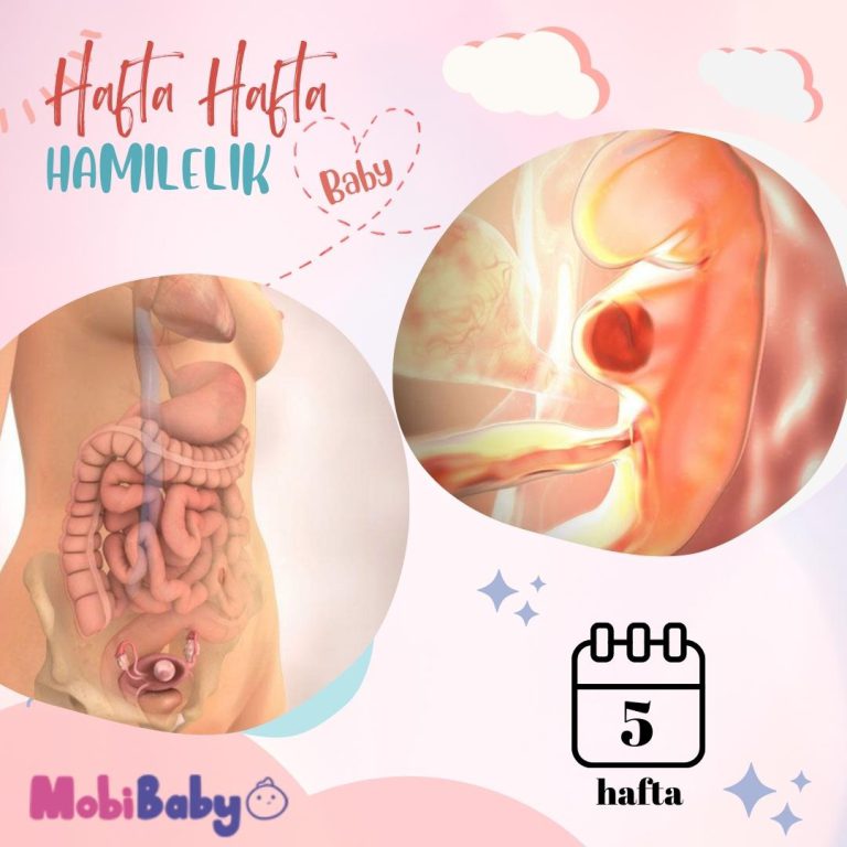 5 Haftalık Hamilelik