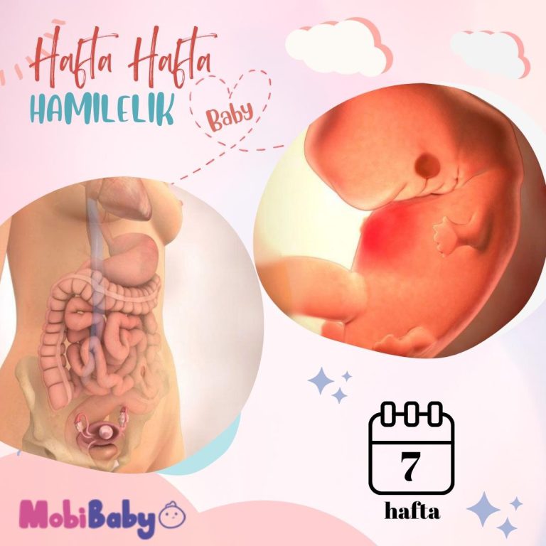 7 Haftalık Hamilelik