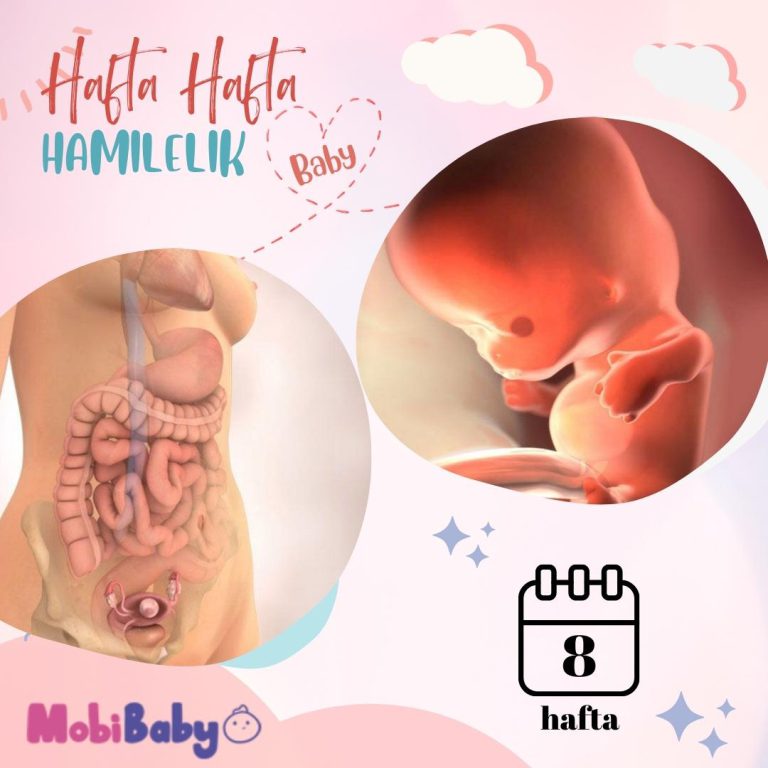8 Haftalık Hamilelik